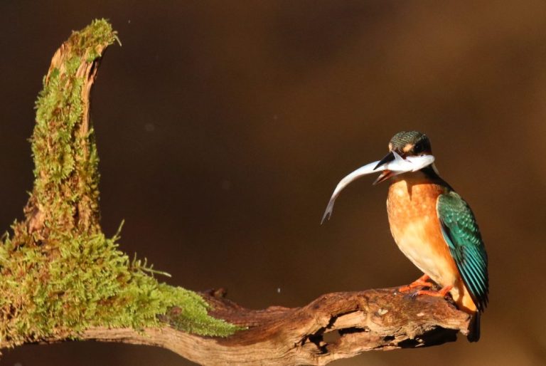 Eisvogel mit Fisch