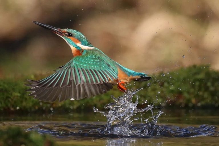 Eisvogel Nahrungssuche