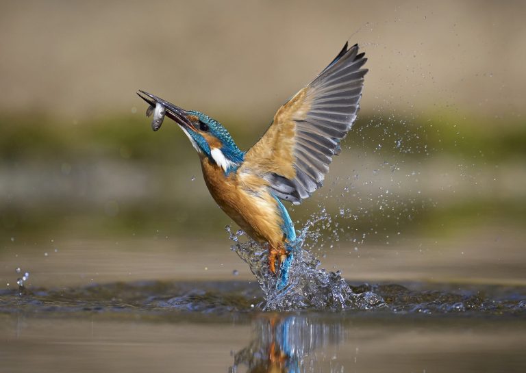 Eisvogel Nahrungssuche